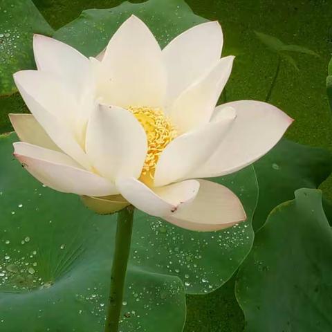 端午荷花
