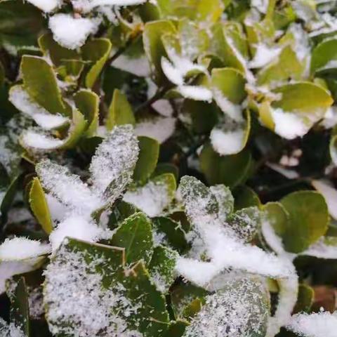 听，雪落下的声音；看，遵小老师的风采——记遵大路小学第九届简约教学风采、观摩课语文会场