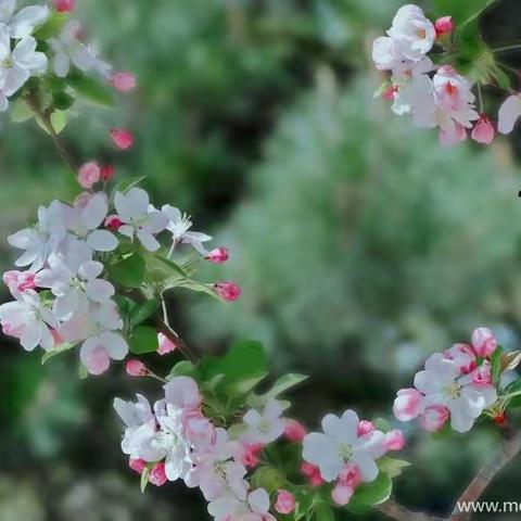停课不停练功——科区第三幼儿园3月13日教师基本功练习。