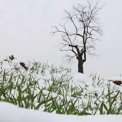 踏雪