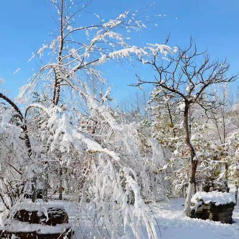 瑞雪初霁校园     绽放童真童趣——一零八学校小学部初雪活动纪实