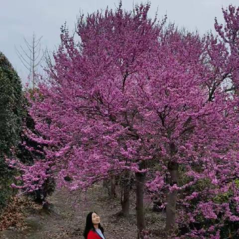 总有一树花让我们驻足