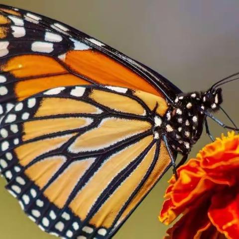 【昆虫观察记】金堤路小学      五（1）班  宋浩然