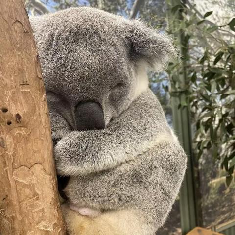 My favorite animal🐨