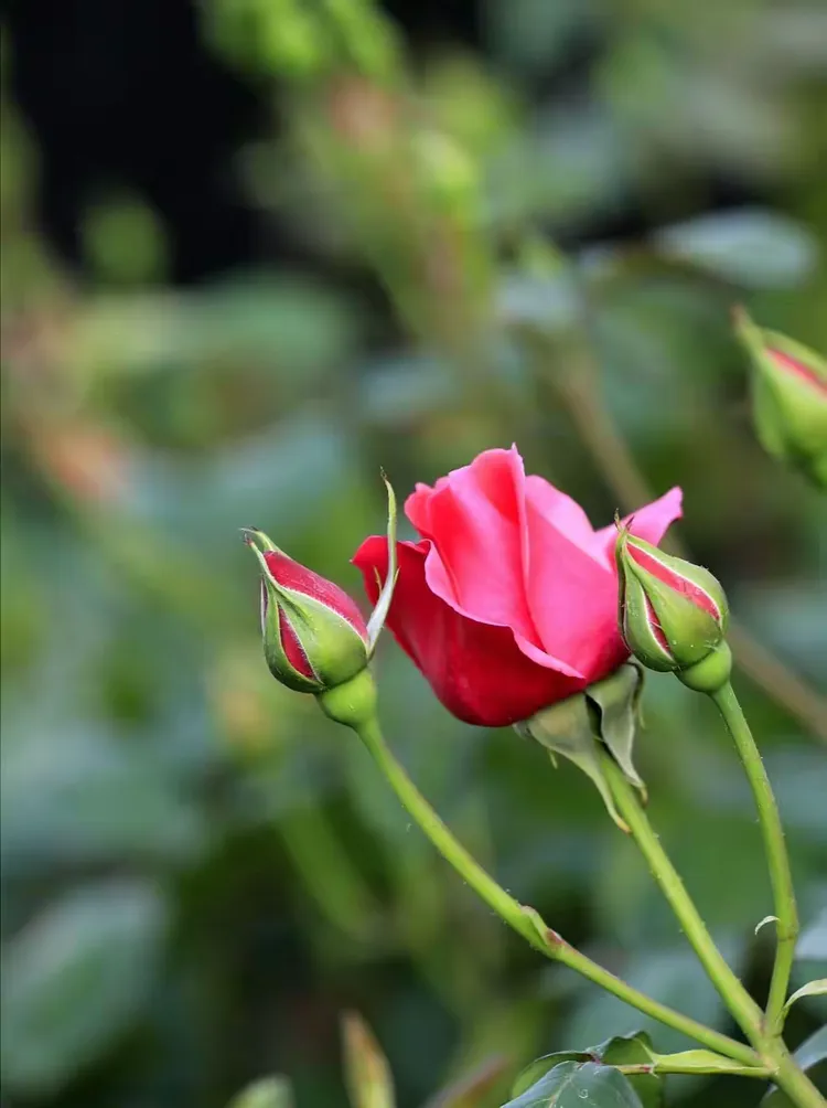 哆啦a梦六张图突然流出，引发全网疯狂热议，网友纷纷留言感叹，童年回忆再次刷屏。