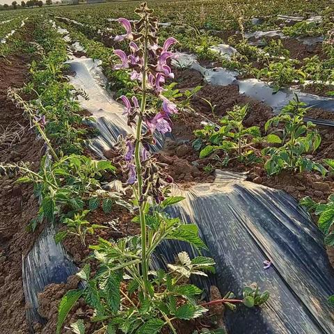 希望的田野上：丹参花已开