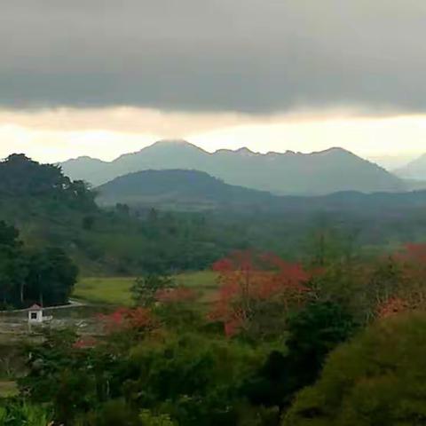 棉乡寻梦 花海撷红