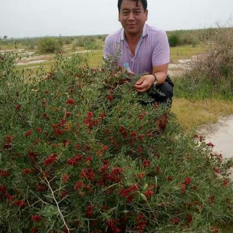 健原伟业基地果成熟了