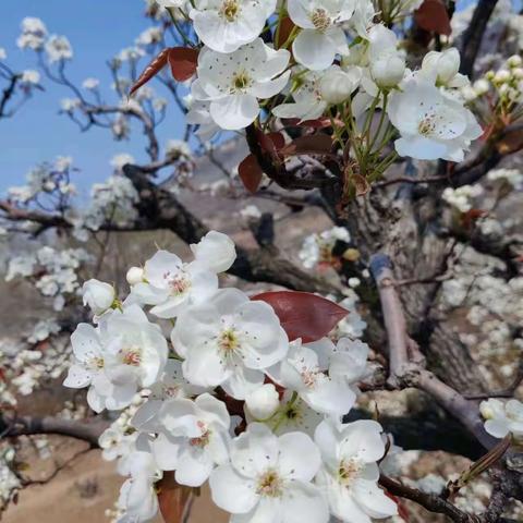 《岱庙五经学堂花道疗愈》