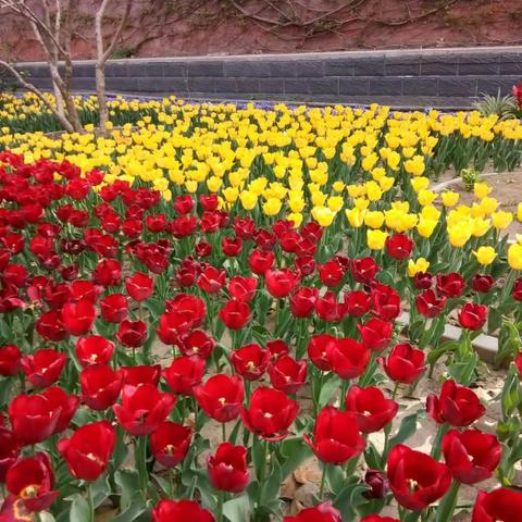赏花