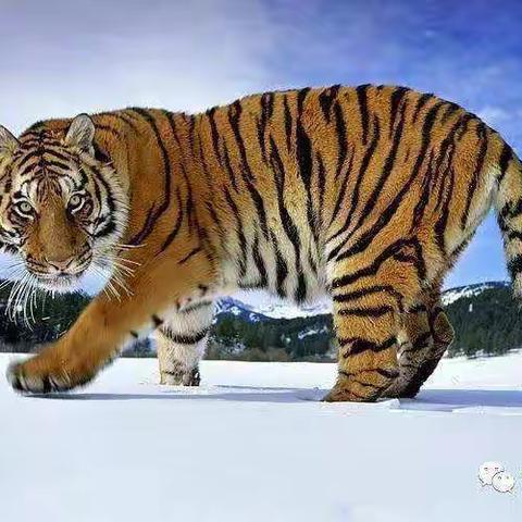 新集镇中心幼儿园大班——画一画小老虎🐯