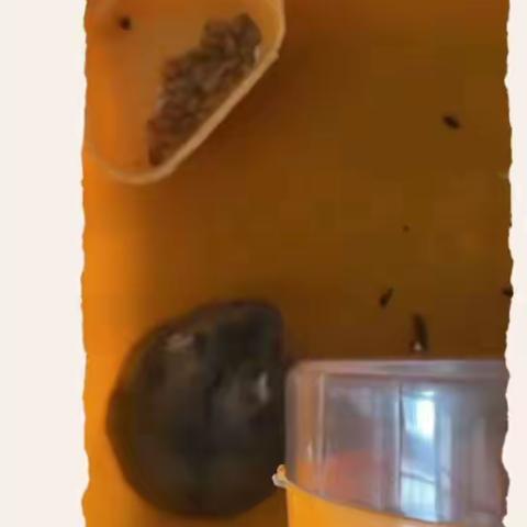 我的仓鼠朋友（2021年6月27日）