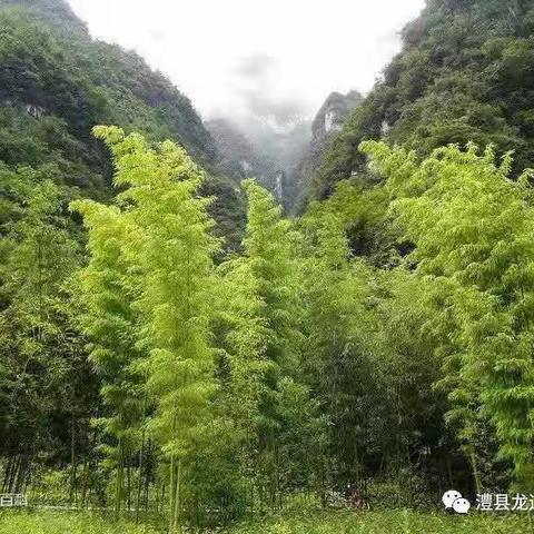 三峡竹海、两坝一峡、三峡大坝纯玩两日游