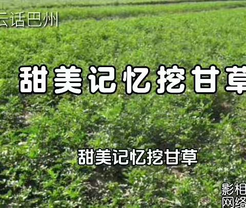《甜美记忆挖甘草》（视频字幕版）
