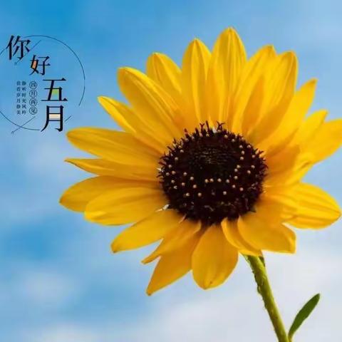 🌞温情五月·快乐成长🌻—岐山县关中幼儿园花蕾一班五月份成长记录🌈