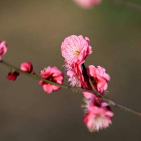 【春来勤学早，停课不停学】———周庄五年级（3月6日）
