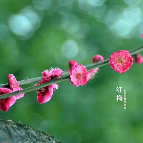【停课不停学】“春暖花开正当前，坚持宅家得胜利”———周庄五年级