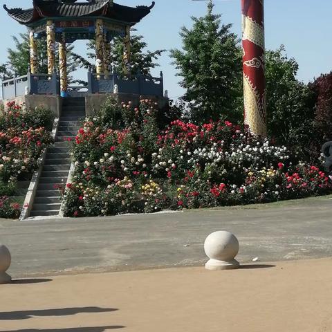 如“月”而至，情醉花海一一南阳五月月季花正浓