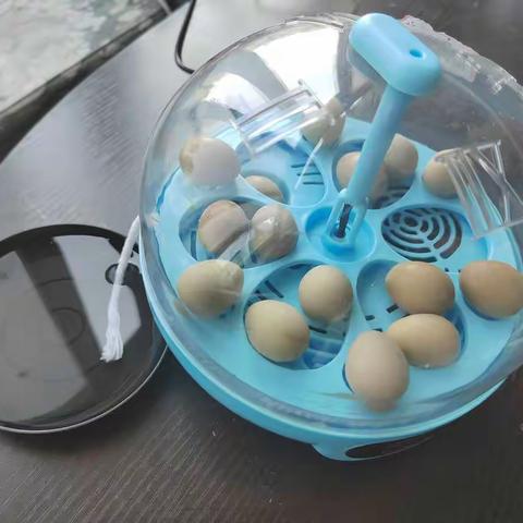 芦丁鸡生长的秘密（林彦铮）