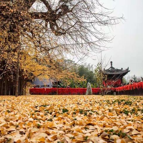 千年银杏树—古观音寺 /图文/心旅行