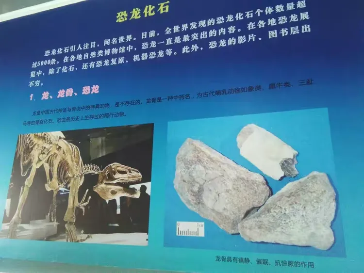 灵武恐龙馆