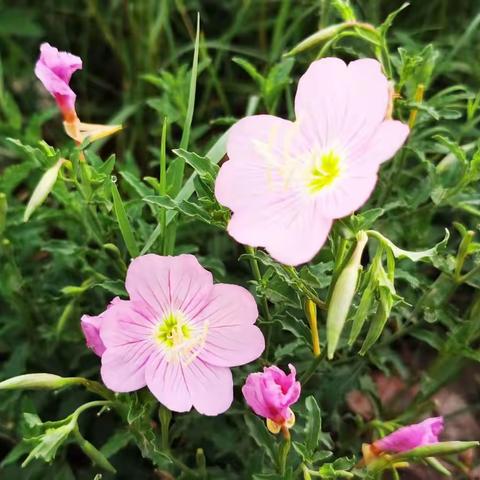 早泳日记7月9日