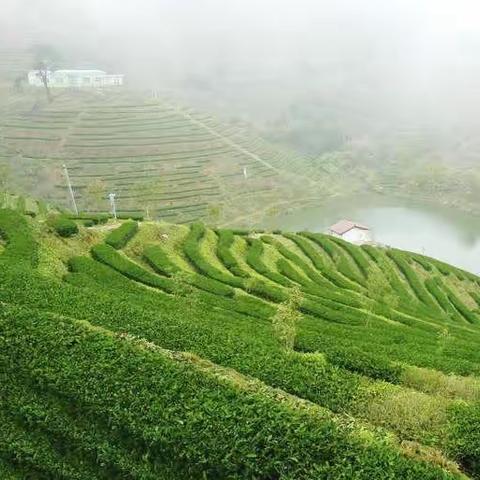 闽西梅林茶园掠影