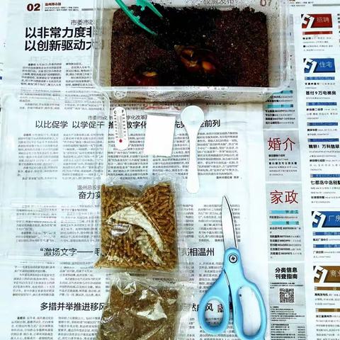 白玉蜗牛观察日记