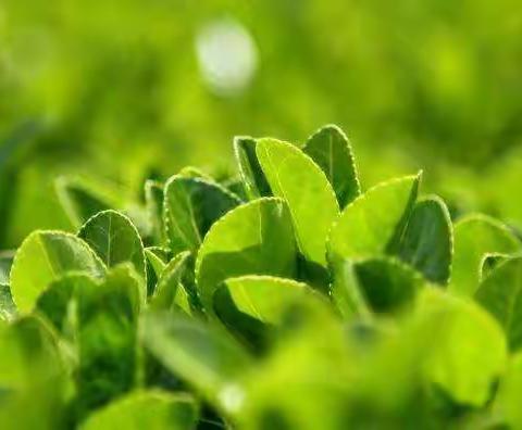 作文活动课――这样的美景你发现了吗？