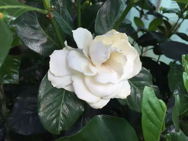 桅子花好香哦