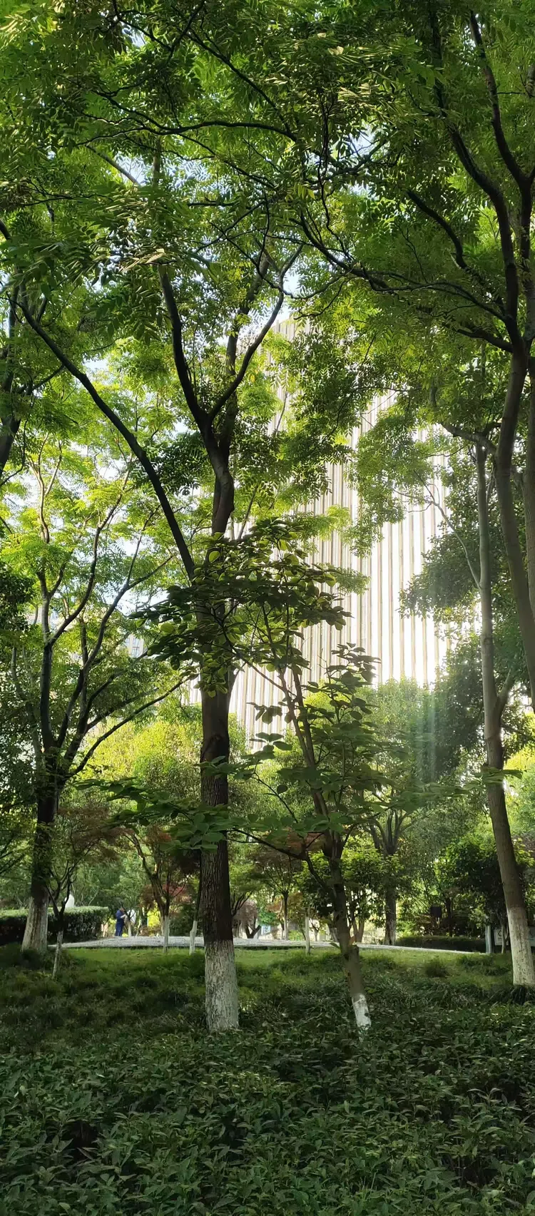 在绿荫下的小道上散步……惬意🚶🏻‍♂️