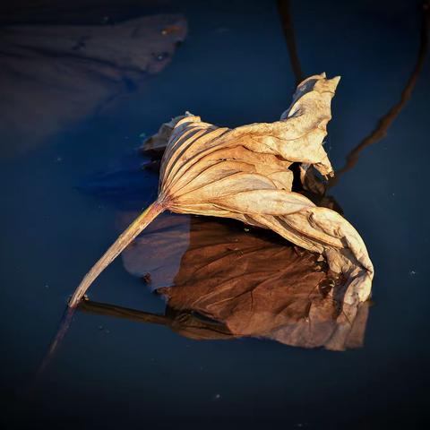 秋荷-2019