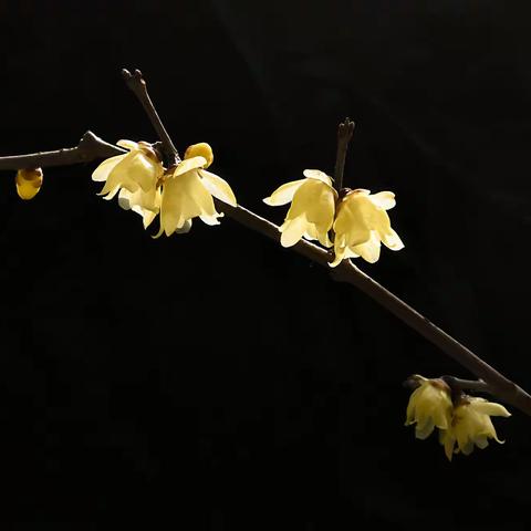 又见腊梅花儿开