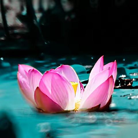 雨 荷