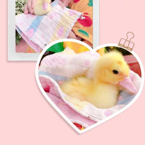 永中一小三（3)班-王妮可动物观察—小黄鸭成长记