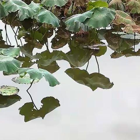 绘画与音乐的完美邂逅——红杏叶书画社第五期写生活动影像录