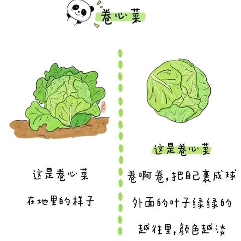 【幼儿园里的“一亩三分地”】嵩明县直机关幼儿园嵩兰馨苑园区大二班—蔬菜🥬采摘活动