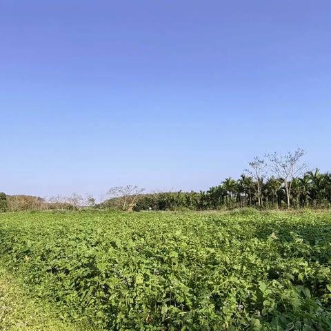 龙河镇旧村蔬菜种植基地喜获丰收