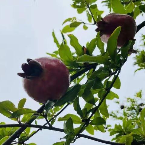 品累累果实 偕悠悠我心   华龙区金堤路小学开展首届“石榴节”活动