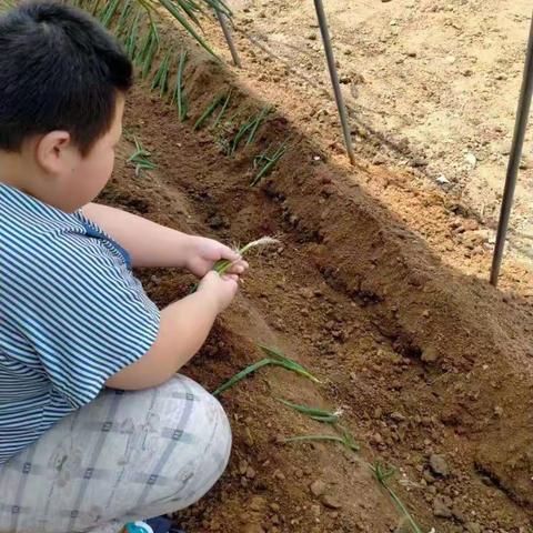 劳动最光荣--柏小献礼建党百年劳动教育活动
