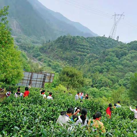 朱村小学:争做新时代好队员，开展采茶实践活动