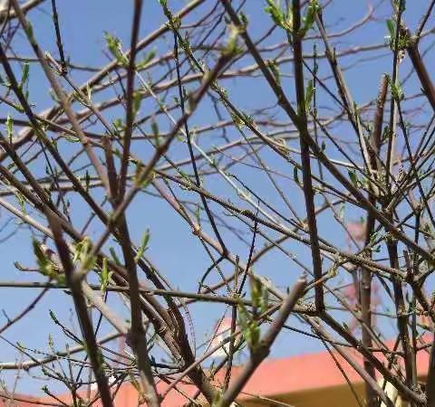 播撒知识阳光 传递校园之声——祁县张北小学疫情期间特别节目