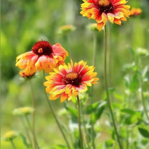 【果果美术】秋日童画孔雀公园—天人菊