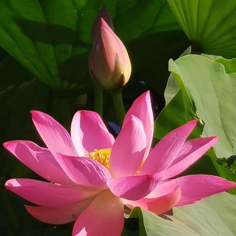 天津长虹公园·荷·20230621