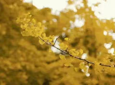 送教下乡促交流  携手互助共成长