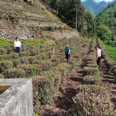 “茶园科管”，我争先