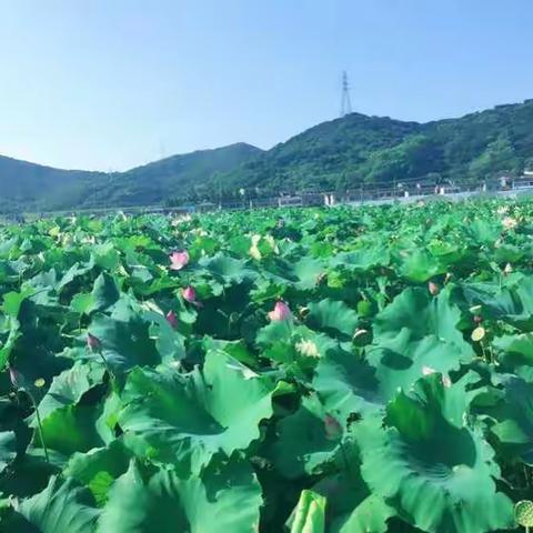 白泉塘夹岙 许你一池风荷