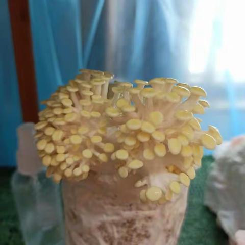 课程故事：我们的“菇”事