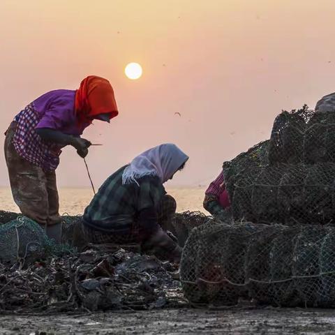《飘逸的花头巾—牡蛎转场加工记实》