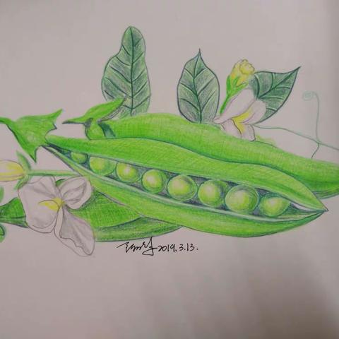 [彩艺画室]彩铅班学员作品呈现